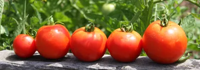17 лучших сортов томатов для теплицы и открытого грунта – рейтинг от наших  читателей | На грядке (Огород.ru)