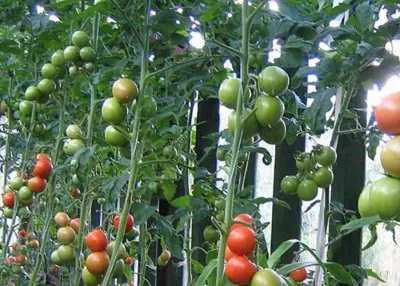 Мой опыт выращивания томатов на шпалере. Советы и правила!