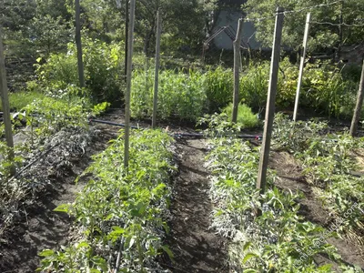 Загрузка зеленых мини помидоры на поддержку шпалеры строки в саду на заднем  дворе в Техасе Америке Стоковое Изображение - изображение насчитывающей  нагрузка, сад: 203294149