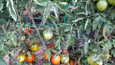 Выращивание томатов на шпалере — FloweryVale.ru