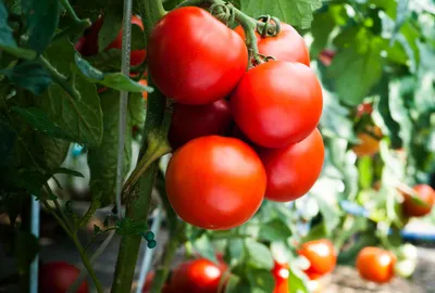 Как построить шпалеру для высокорослых томатов. Подвязываем помидоры -  YouTube