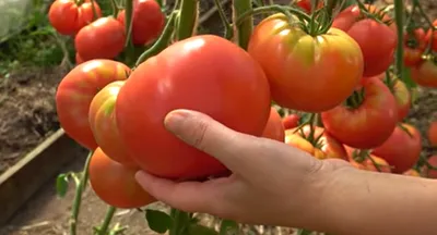 Как подвязать помидоры в теплице, как подвязать помидоры, как часто  поливать помидоры в Новосибирске, как пасынковать помидоры, как подкормить  помидоры июнь 2022 г. - 25 июня 2022 - НГС