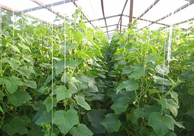 Выращивание томата в теплице ᐉ Удобрения, полив, сбор урожая |  NEW-SEEDS.COM.UA
