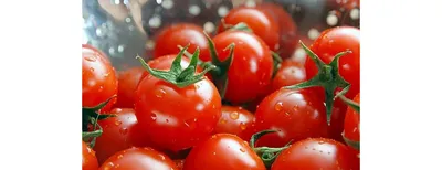 Мои шпалеры для огурцов и помидоров - Альбомы - tomat-pomidor.com