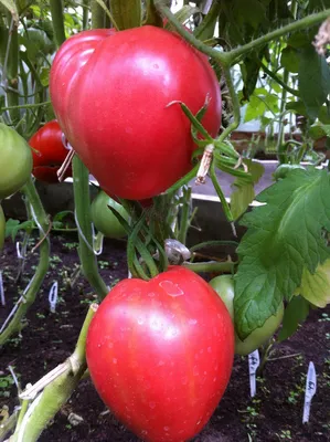 Восхитительные помидоры весом до 500 г: этим сортом томатов восхищаются  многие дачники | Растения, Помидоры, Огород