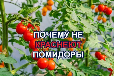 Выращивание помидоров в теплицах — SonceSad Выращивание помидоров в  теплицах — SonceSad