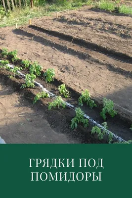 Belagrotorg.ru: Огурцы и помидоры в теплицах