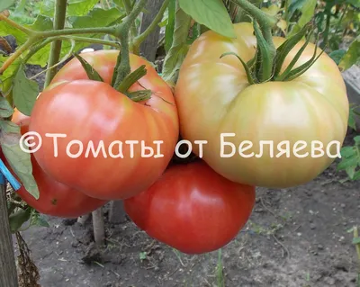 Формируем томаты правильно. Уход за помидорами в июле. Чем подкормить  томаты | Ваше хозяйство | Дзен