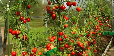 Выращивание томатов на шпалере.Купить шпалеры для сада, выращивание помидор  на шпалерах от завода Гефест