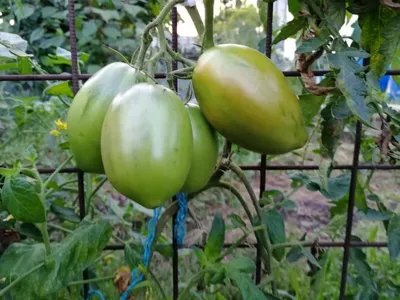 Формирование томатов в теплице и открытом грунте | Шпалера для помидоров,  Выращивание томатов, Сад на балконе квартиры