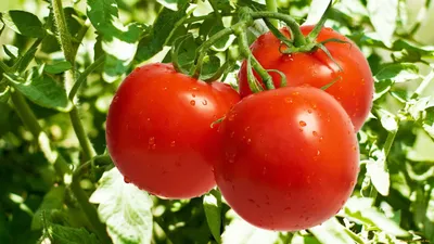 Обои Tomato Природа Плоды, обои для рабочего стола, фотографии tomato,  природа, плоды, помидоры, ветка, томаты Обои для рабочего стола, скачать  обои картинки заставки на рабочий стол.