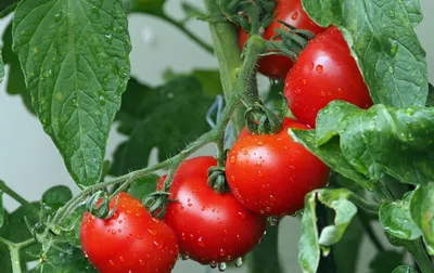 Как поливать помидоры правильно - видео | Новости РБК Украина