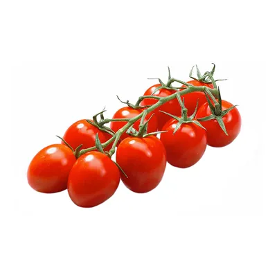 свежие красные помидоры черри. помидоры на ветке Стоковое Фото -  изображение насчитывающей предмет, плодоовощ: 217720340
