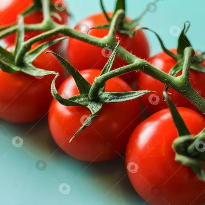 свежие красные помидоры черри. помидоры на ветке Стоковое Фото -  изображение насчитывающей вне, питание: 217720268