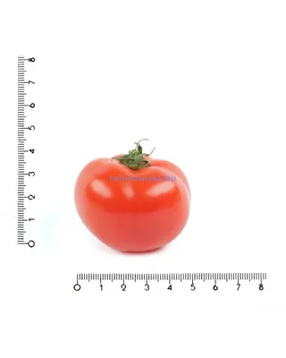 зеленые неспелые помидоры на ветке. новый урожай Стоковое Изображение -  изображение насчитывающей свежесть, еда: 225013369