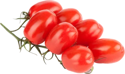 свежие красные помидоры черри. помидоры на ветке Стоковое Изображение -  изображение насчитывающей вкусно, диетпитание: 217720443