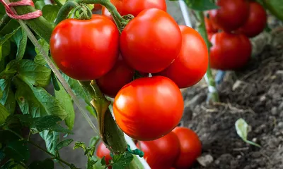 Как подвязать помидоры | SIMA-LAND.RU