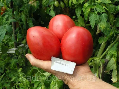 Купить семена Томата Настенька в Одесской области от компании \"СПД  Дубинчук\" - 62877011