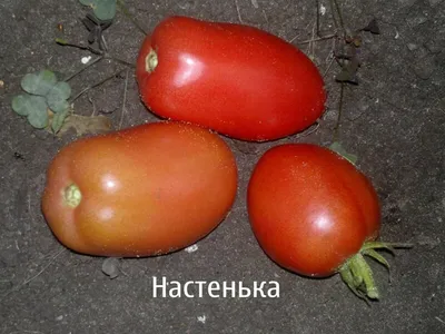 Томат Настенька 0,1 г Весна - купить на Агробиз, цена3.5 грн. - 4021528