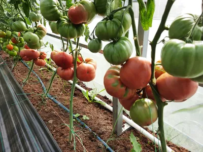 Сорт томатов - Ольга - Супер урожайный крупноплодный красный сорт.