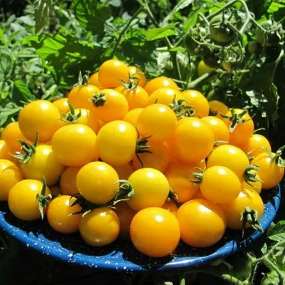 Купить семена желтого томата Оля по выгодной цене с доставкой почтой по  Украине | Ogurki.com