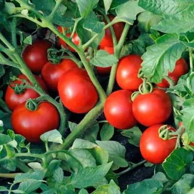 Купить семена помидор Ольга F1 на дачу почтой | оптом и в розницу