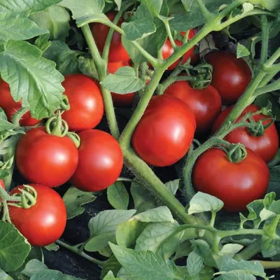 Семена томатов (помидор) Ольга F1 купить в Украине | Веснодар