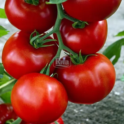 Семена томатов Ольга F1 (Olga F1) 1000с - купить по лучшей цене в Одесской  области от компании \"AGROTEREM\" - 841068503