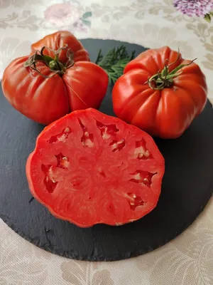 Купить семена помидора \"Ольга F1\" (Leda Agro) почтой | «фазенда»