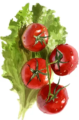 Olga Shvidenko - Кто любит помидоры также сильно как я?))) ⠀ Не знаю, как  Вы) но вот итальянец Франческо Чирилло точно любит томаты 😉! ⠀ В 1980-ые  годы ещё будучи студентом он