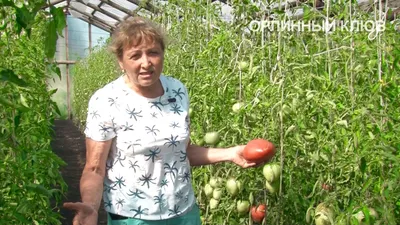 Томат Орлиный клюв, 20 шт. от 45 руб. в Москве. Звоните!