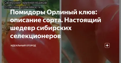 Помидоры Орлиный клюв. Моё впечатление