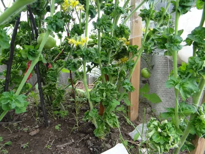 Арбузятня - Stick -Tomato/Curly Tomato (Томат-Палка, Кудряволистный помидор)  (сорт, США)