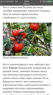 Арбузятня - Stick -Tomato/Curly Tomato (Томат-Палка, Кудряволистный помидор)  (сорт, США)