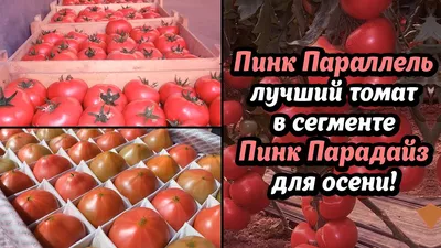 Розовые помидоры: сравниваем томаты \"Пинк Парадайз\" за 700 рублей с  томатами с рынка за 350 рублей | Зачем Платить Больше | Дзен