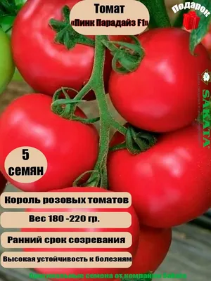 Отзывы о Помидоры Пинк Парадайз Узбекистан розовые упаковка 350г - рейтинг  покупателей и мнения экспертов о Помидоры в интернет-магазине \"Перекрёсток  Впрок\"