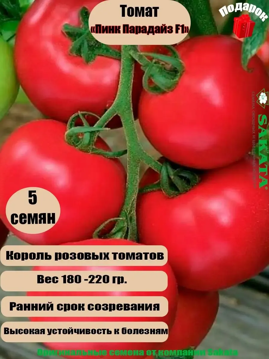 Томаты Узбекистан Пинк Парадайз. Томат Пинк Парадайз f1. Томат ледник. Томат Айсберг.