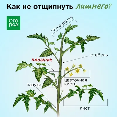 Как правильно пасынковать помидоры и нужно ли вообще это делать | Огород,  Сад, Посадка овощей