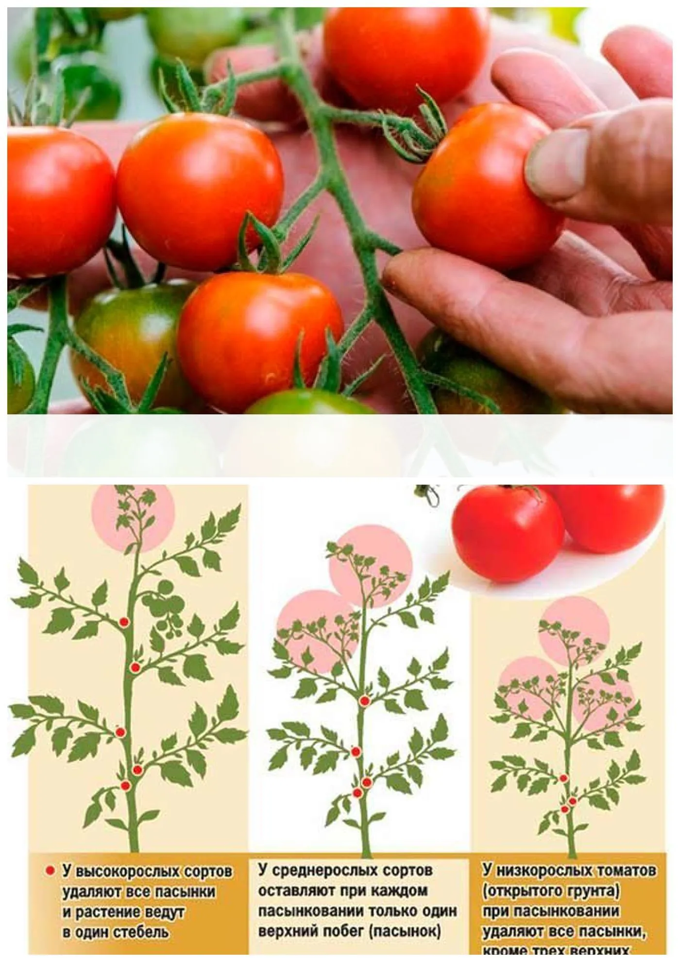 Пасынкование помидор в открытом грунте. Помидоры черри пасынкование. Пасынкование помидор. Прищипывание томатов черри. Пасынкование рассады томатов.