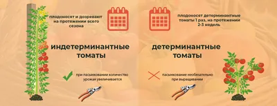 ООО ОченьКрепко - Пасынкование томатов Ни для кого не... | Facebook