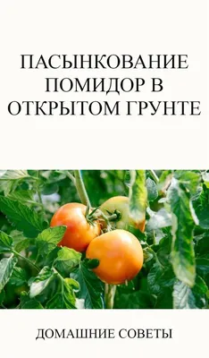 Нужно ли пасынковать помидоры и как правильно это делать | Антонов сад -  дача и огород | Дзен