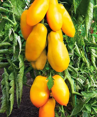 Купить семена Помидор Перцевидный жёлтый — от НПО Сады Росcии