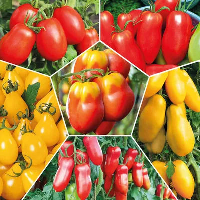 Купить семена Набор Перцевидные помидоры — от НПО Сады Росcии