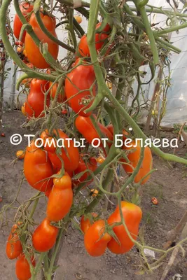 Томат Перцевидный Шоколадный - купить семена овощей с доставкой по Украине  в магазине Добродар