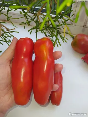Семена помидоры \"Томат Перцевидный гигант\", среднеспелый индетерминантный  сорт купить по цене 57 ₽ в интернет-магазине KazanExpress