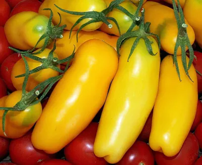Томат Перцевидный Желтый - купить семена овощей с доставкой по Украине в  магазине Добродар