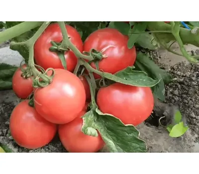 томат Пинк Буш | Вертикальные огороды, Выращивание томатов, Буш