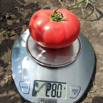 Пинк Калибр F1 - семена томатов, 500 семян, Sakata seeds/Саката сидз  (Япония) - купить в интернет-магазине fremercentr.ru быстрая доставка.  Почтой или ТК.