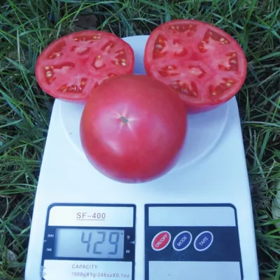 Семена томатов (помидор) Пинк Буш F1 купить в Украине | Веснодар