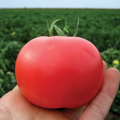 Семена томатов (помидор) Пинк Буш F1 купить в Украине | Веснодар